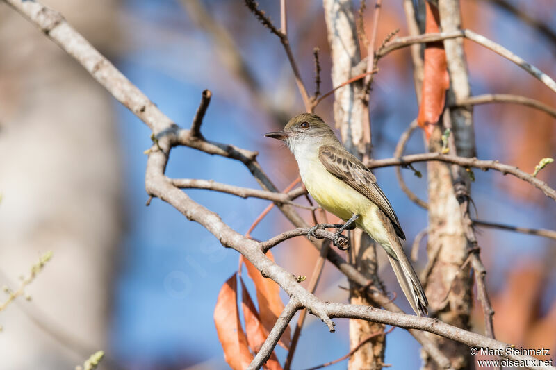 Brown-crested Flycatcher