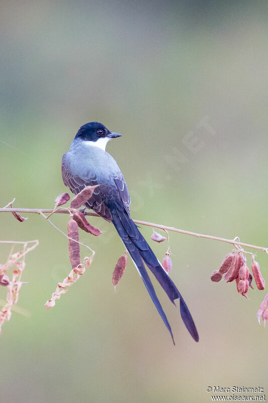 Fork-tailed Flycatcher