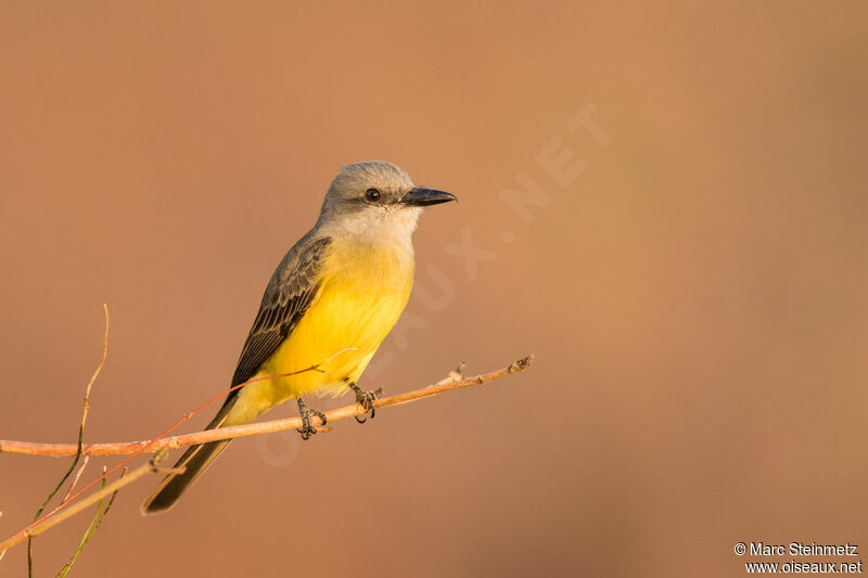 Tropical Kingbird