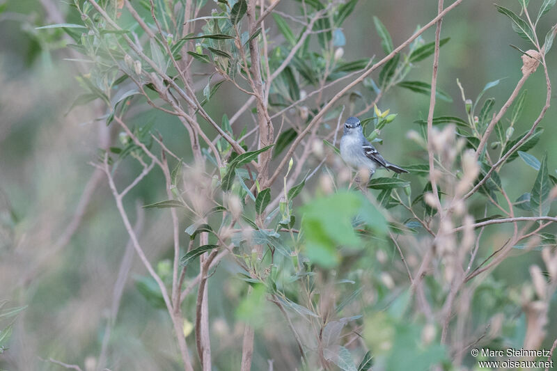 Tyranneau à toupet