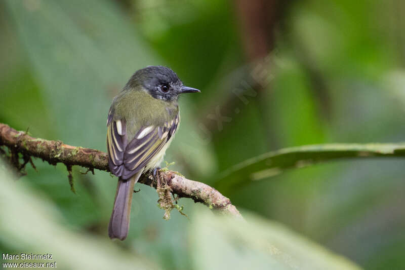 Marble-faced Bristle Tyrantadult