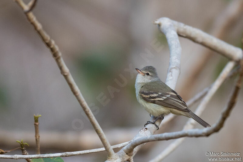 Southern Beardless Tyrannulet