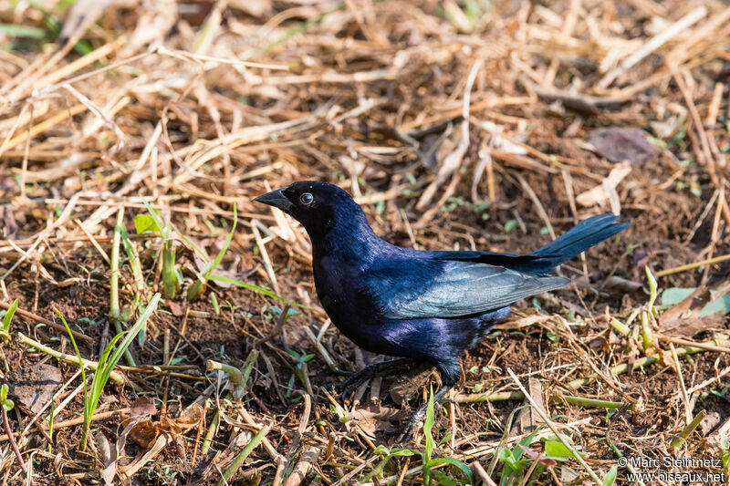 Shiny Cowbird