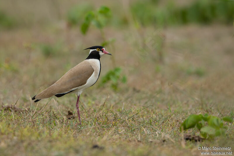 Black-headed Lapwing