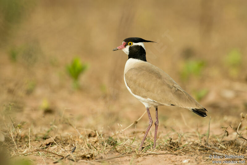 Black-headed Lapwing