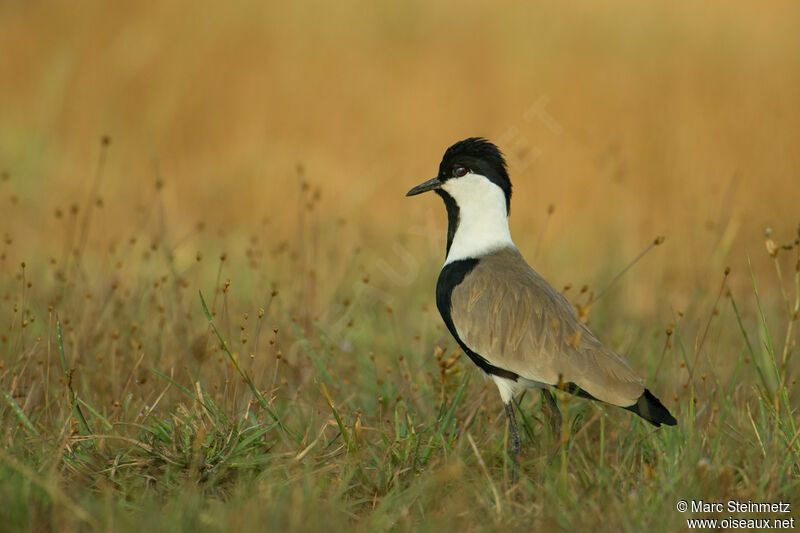 Spur-winged Lapwing