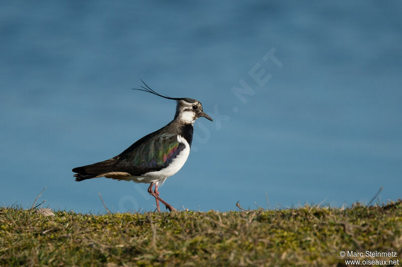 Northern Lapwing