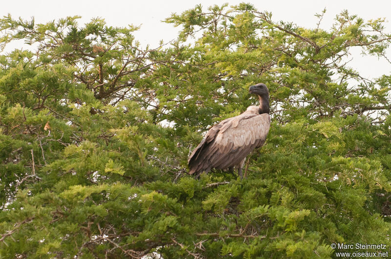 White-backed Vulture