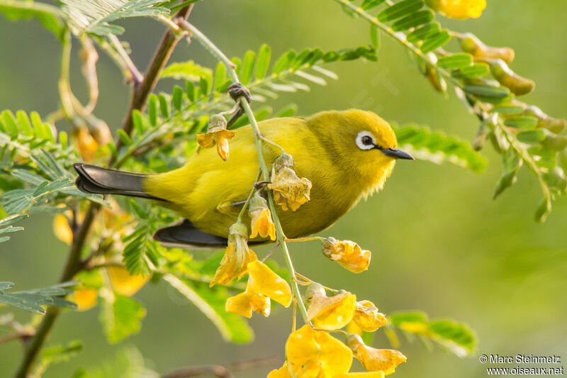 Green White-eye, Behaviour