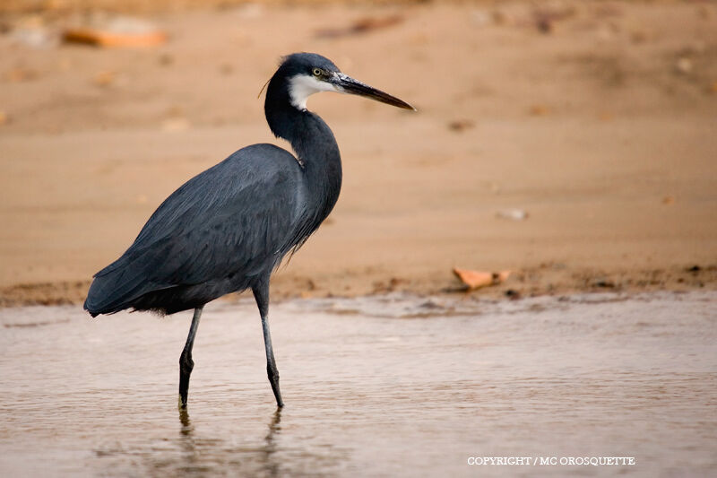 Western Reef Heron