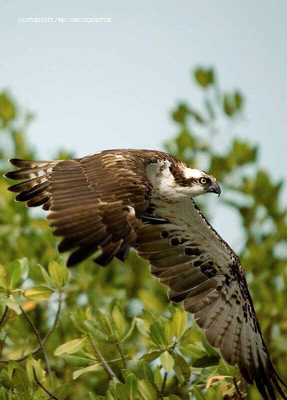 Osprey