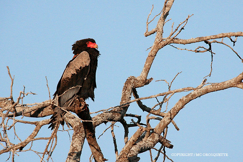 Bateleur