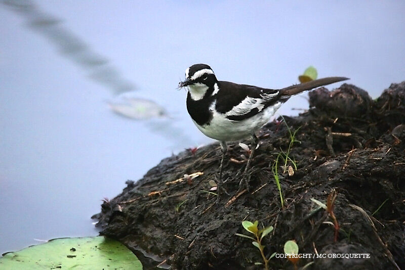 African Pied Wagtail