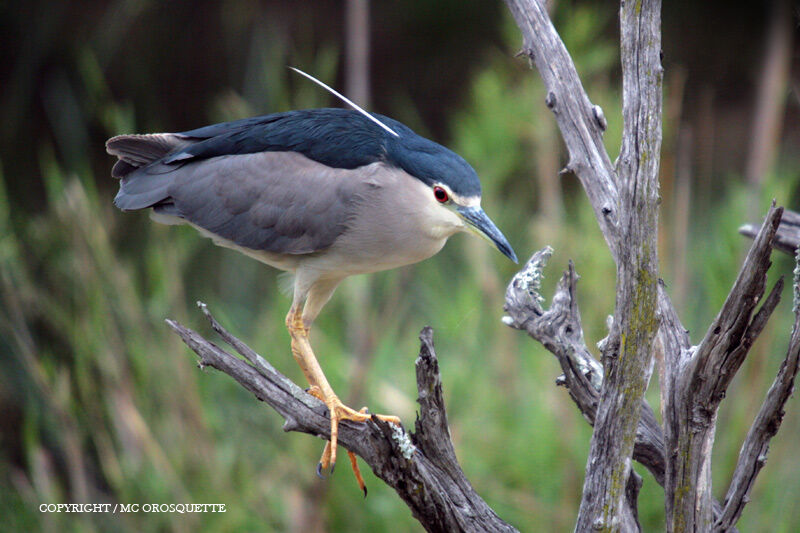 Black-crowned Night Heron