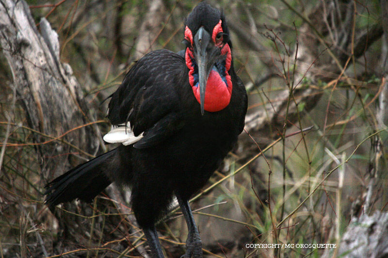 Southern Ground Hornbill