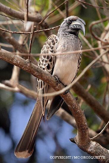 African Grey Hornbill