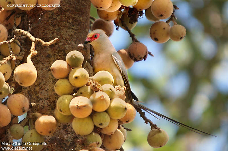 Red-faced Mousebirdadult, feeding habits