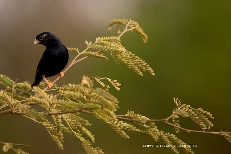 Village Indigobird