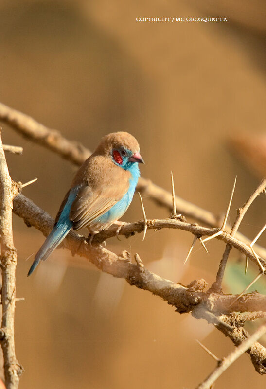 Red-cheeked Cordon-bleu male