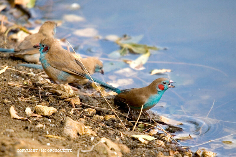 Red-cheeked Cordon-bleu male