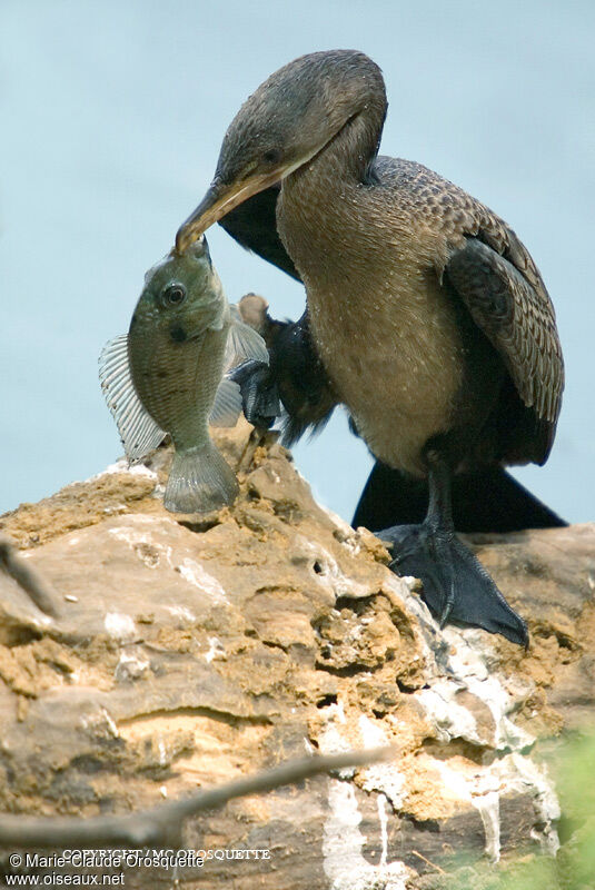 Cormoran à poitrine blanche