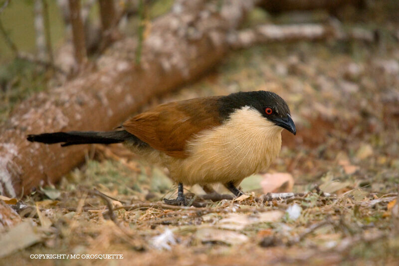 Senegal Coucal