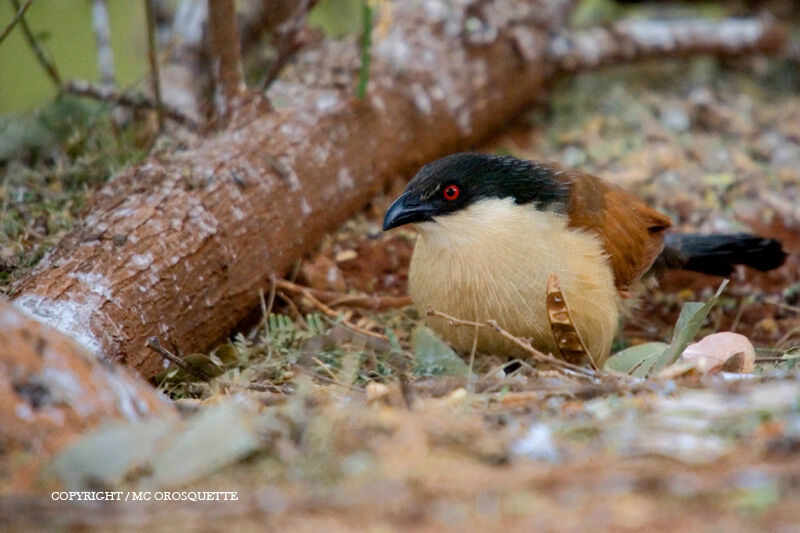 Coucal du Sénégal