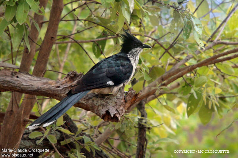 Levaillant's Cuckooadult, identification