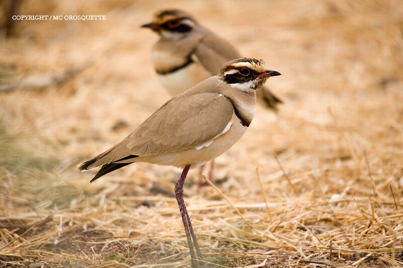 Bronze-winged Courser