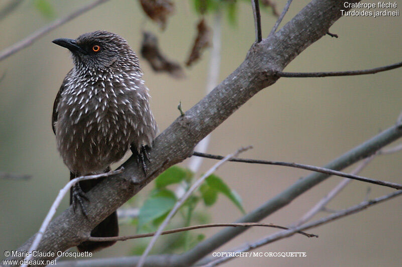 Arrow-marked Babbler