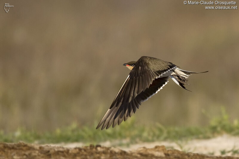 Collared Pratincoleadult, Flight