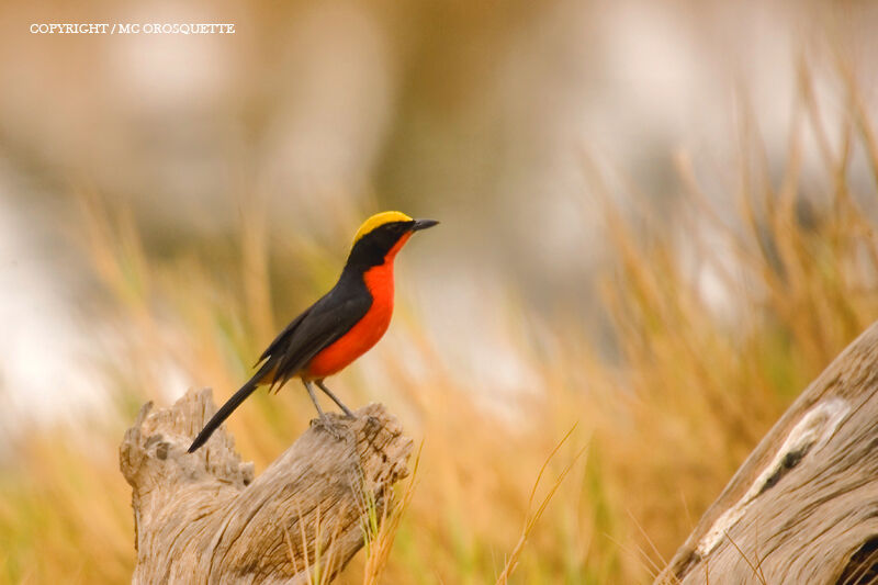 Yellow-crowned Gonolek