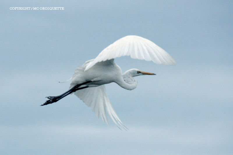 Grande Aigrette