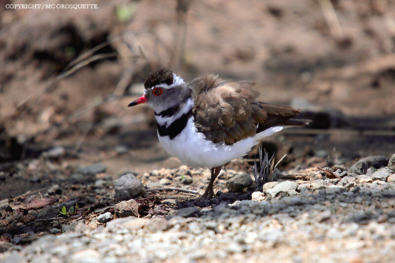 Three-banded Plover