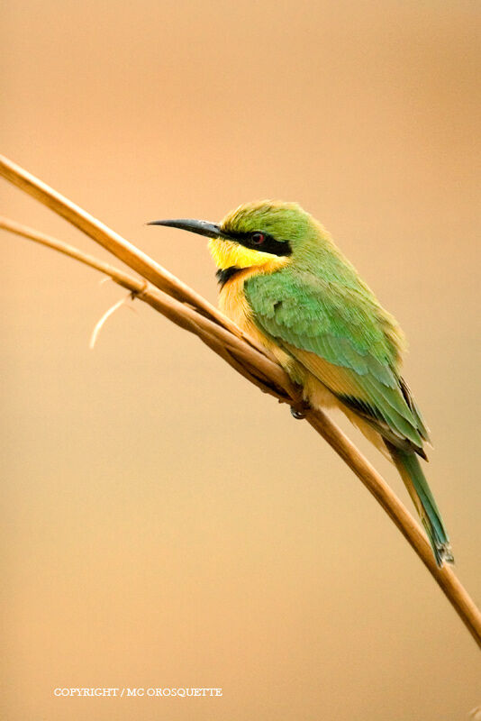 Little Bee-eater