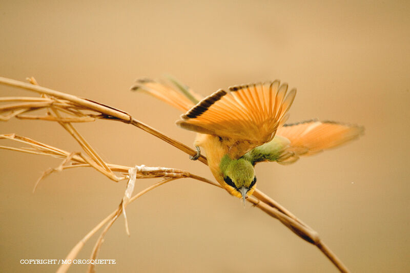 Little Bee-eater