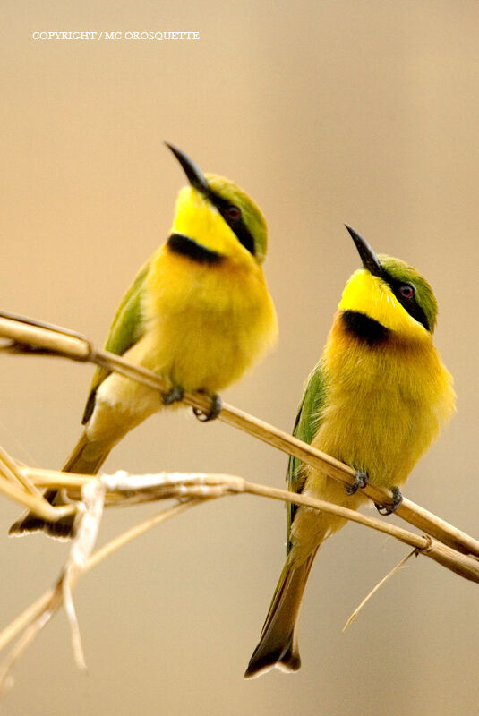 Little Bee-eater