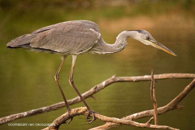 Grey Heron