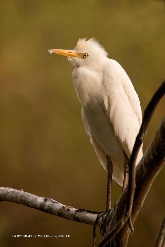 Western Cattle Egret