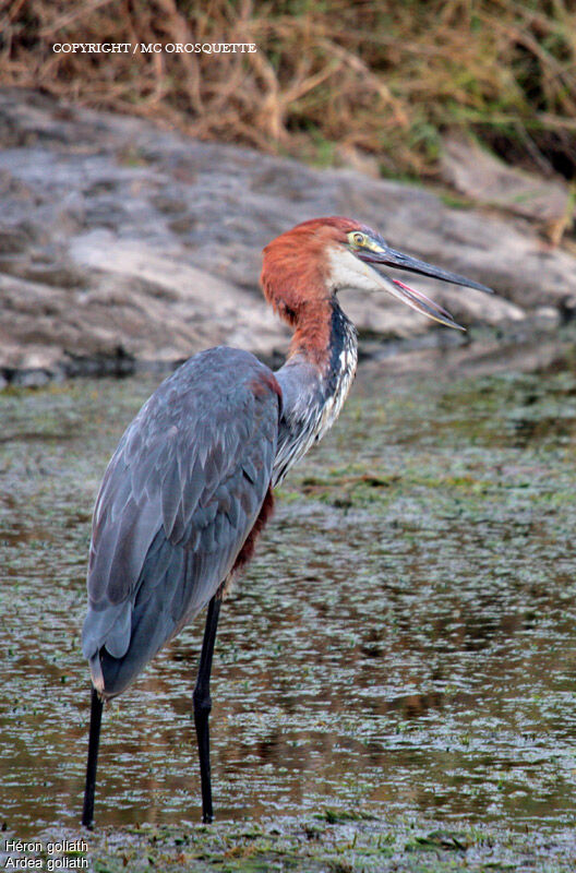 Goliath Heron