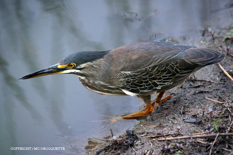 Striated Heron