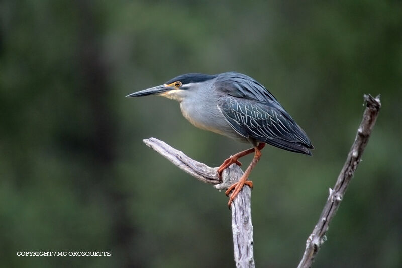 Striated Heron