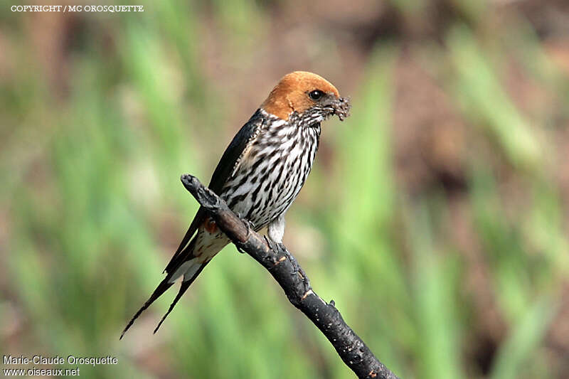 Hirondelle striéeadulte, Nidification