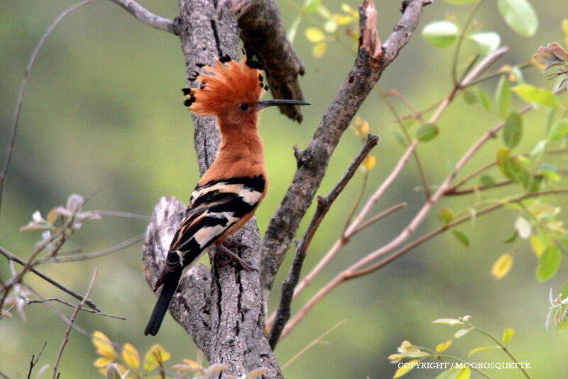 African Hoopoe