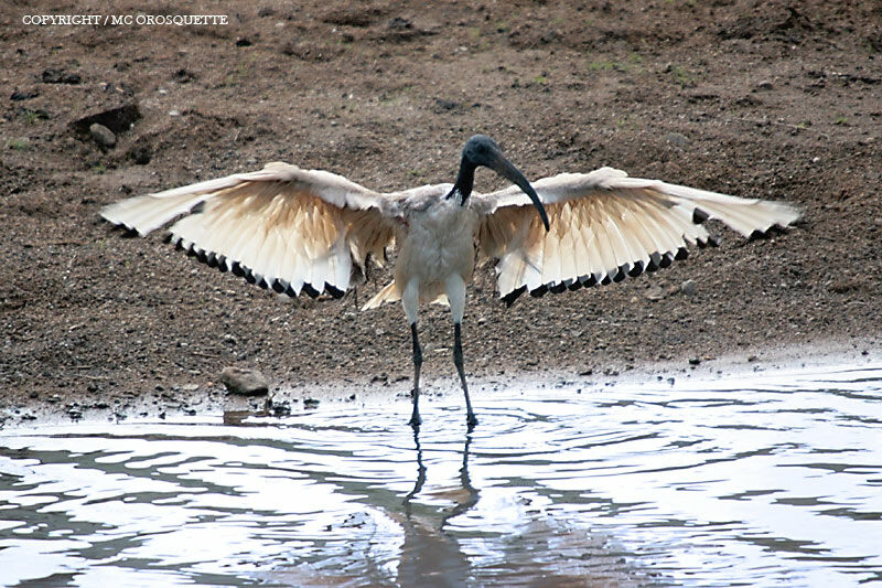 African Sacred Ibis