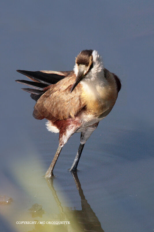 Jacana à poitrine doréejuvénile