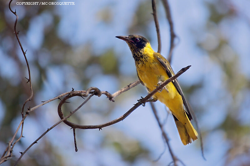 Black-headed Oriole