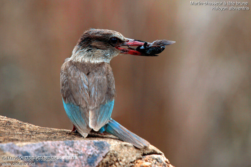 Brown-hooded Kingfisher female