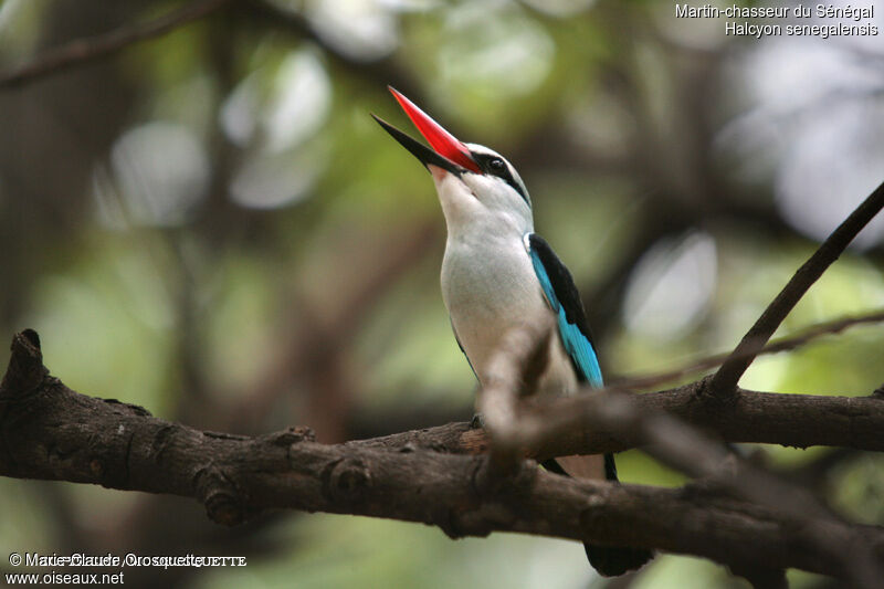 Woodland Kingfisher