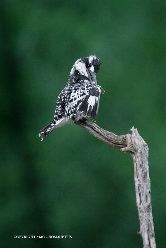 Pied Kingfisher